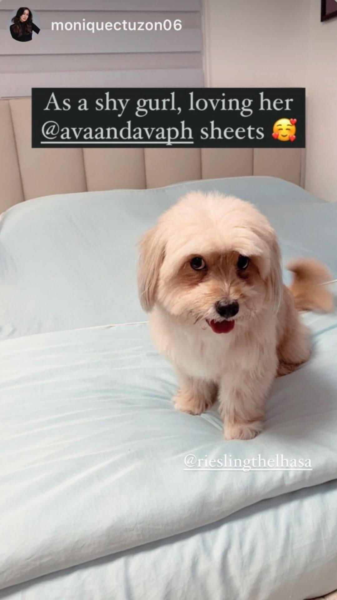 ava & ava ph review bamboo lyocell bedsheets duvet cover pillowcases in powder blue soft buttery smooth with dogs sleeping